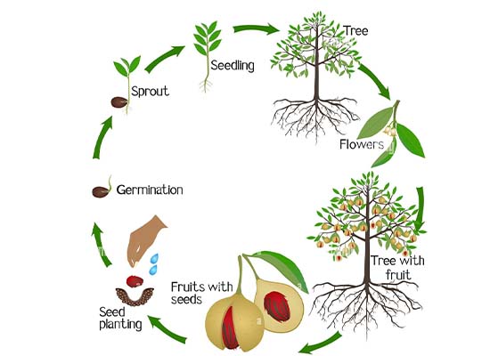 Nirappel Nursery R&D Field Work