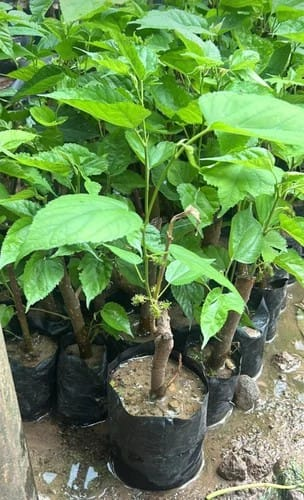 Mulberry Sapling (മൾബെറി)